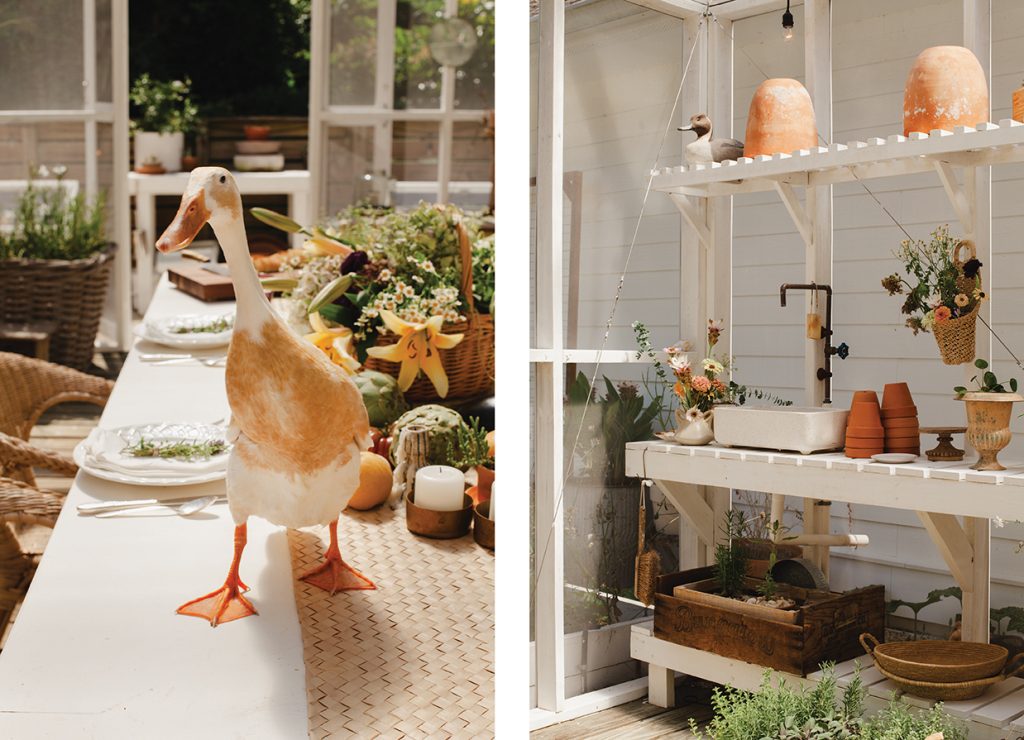 Duck walking on dining table