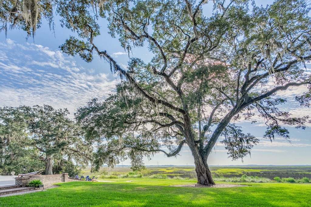 Giant old live oak tree on the marsh