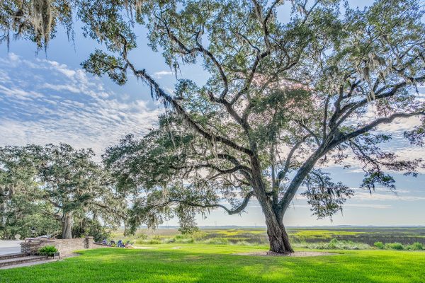 Giant old live oak tree on the marsh