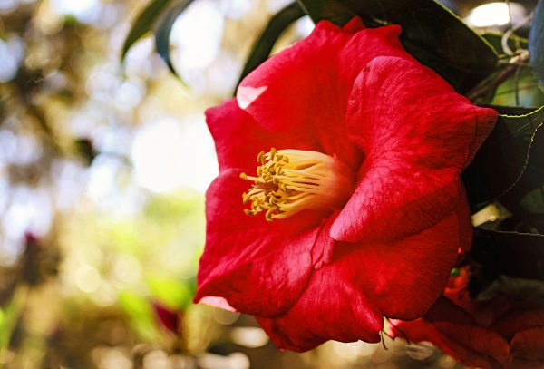 red camellia blossom