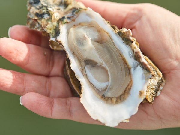 raw oyster on the half shell